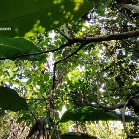 #OnlyFans #Leo99k 16